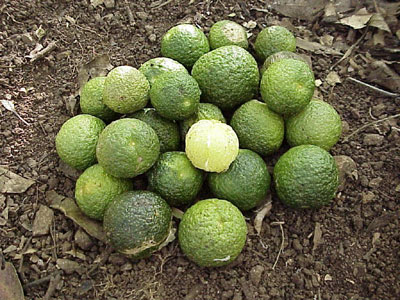 لیموترش استرالیایی